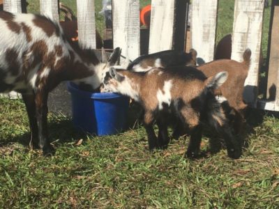 Goat Yoga is Taking Over Sarasota