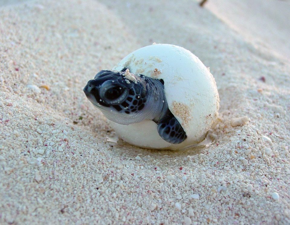 Turtle