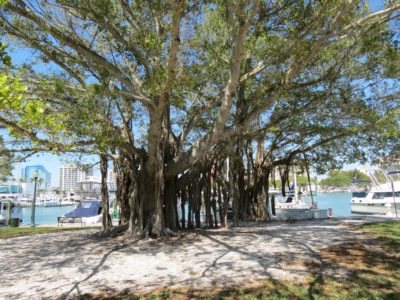 Stunning Banyan Trees