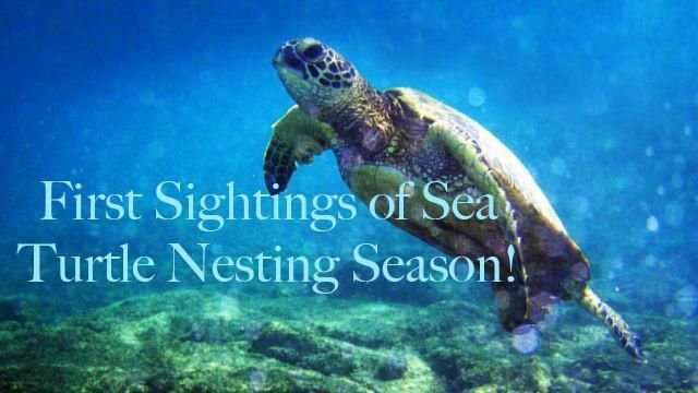 First Sightings of Sea Turtle Nesting Season in Venice!
